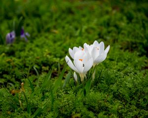 Preview wallpaper crocuses, flowers, petals, grass, macro