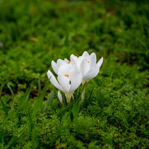 Preview wallpaper crocuses, flowers, petals, grass, macro