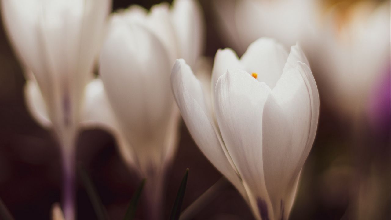 Wallpaper crocuses, flowers, plant, white, macro
