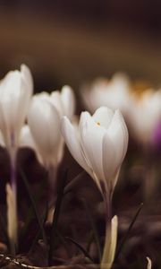 Preview wallpaper crocuses, flowers, plant, white, macro