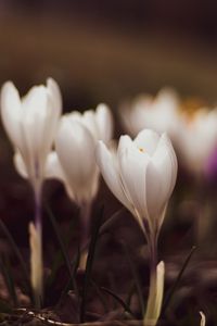 Preview wallpaper crocuses, flowers, plant, white, macro