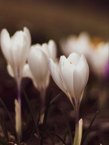 Preview wallpaper crocuses, flowers, plant, white, macro