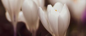 Preview wallpaper crocuses, flowers, plant, white, macro
