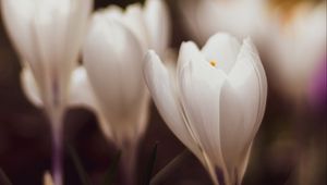 Preview wallpaper crocuses, flowers, plant, white, macro