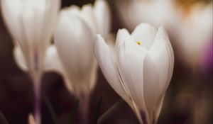 Preview wallpaper crocuses, flowers, plant, white, macro