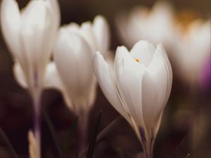 Preview wallpaper crocuses, flowers, plant, white, macro