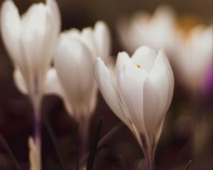 Preview wallpaper crocuses, flowers, plant, white, macro