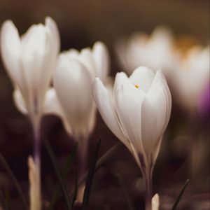 Preview wallpaper crocuses, flowers, plant, white, macro
