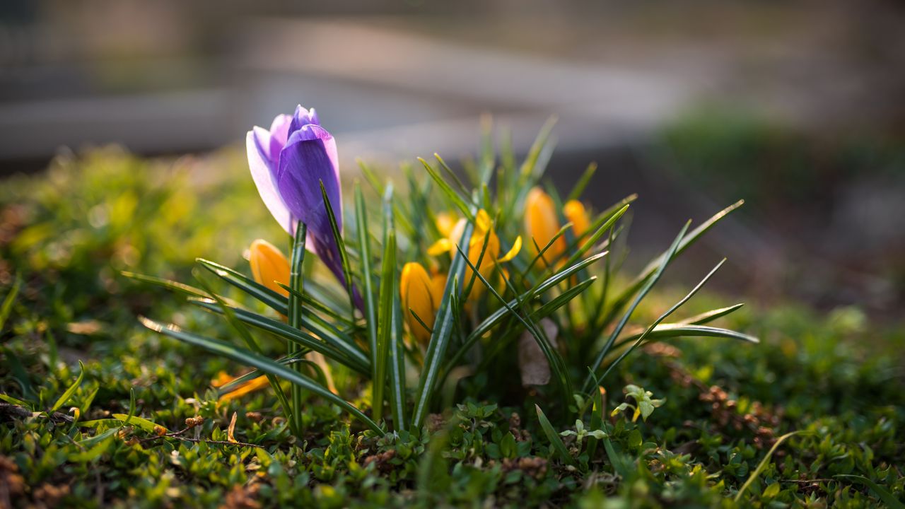 Wallpaper crocuses, flowers, plant, macro