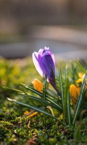Preview wallpaper crocuses, flowers, plant, macro