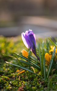 Preview wallpaper crocuses, flowers, plant, macro