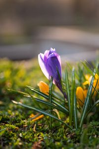 Preview wallpaper crocuses, flowers, plant, macro