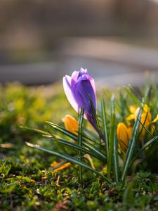 Preview wallpaper crocuses, flowers, plant, macro