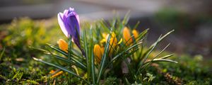 Preview wallpaper crocuses, flowers, plant, macro