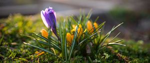 Preview wallpaper crocuses, flowers, plant, macro