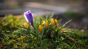 Preview wallpaper crocuses, flowers, plant, macro