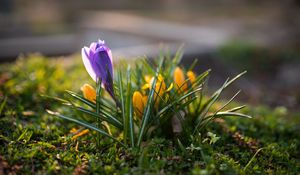 Preview wallpaper crocuses, flowers, plant, macro