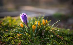 Preview wallpaper crocuses, flowers, plant, macro