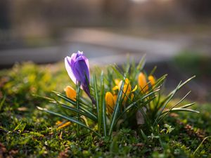 Preview wallpaper crocuses, flowers, plant, macro