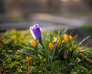 Preview wallpaper crocuses, flowers, plant, macro