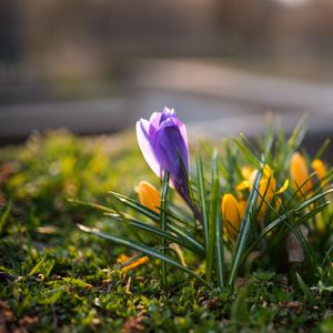 Preview wallpaper crocuses, flowers, plant, macro