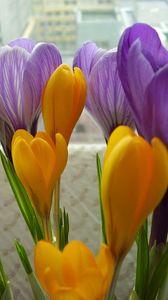 Preview wallpaper crocuses, flowers, primrose, bouquet, box