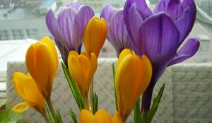 Preview wallpaper crocuses, flowers, primrose, bouquet, box