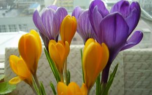 Preview wallpaper crocuses, flowers, primrose, bouquet, box