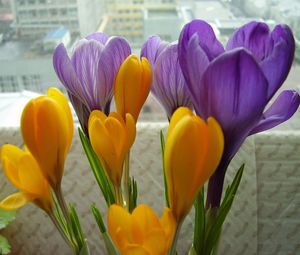 Preview wallpaper crocuses, flowers, primrose, bouquet, box