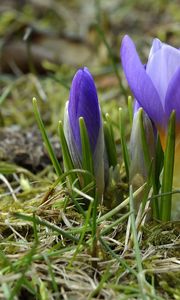 Preview wallpaper crocuses, flowers, primroses, spring, grass