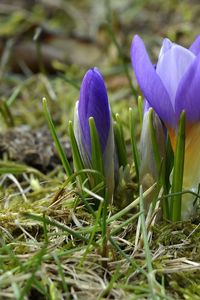 Preview wallpaper crocuses, flowers, primroses, spring, grass