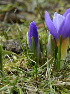 Preview wallpaper crocuses, flowers, primroses, spring, grass