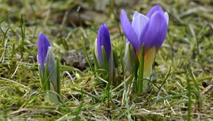 Preview wallpaper crocuses, flowers, primroses, spring, grass