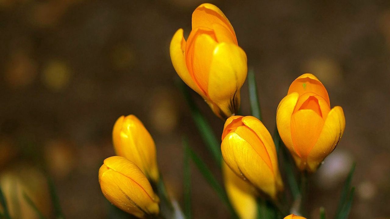 Wallpaper crocuses, flowers, primroses, spring, yellow