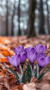 Preview wallpaper crocuses, flowers, purple, buds