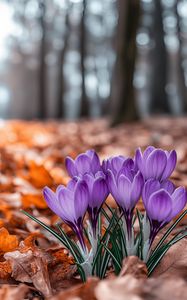 Preview wallpaper crocuses, flowers, purple, buds