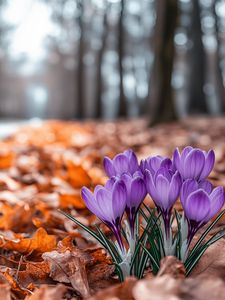 Preview wallpaper crocuses, flowers, purple, buds