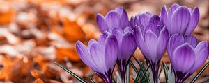 Preview wallpaper crocuses, flowers, purple, buds