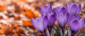 Preview wallpaper crocuses, flowers, purple, buds