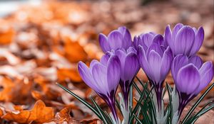 Preview wallpaper crocuses, flowers, purple, buds