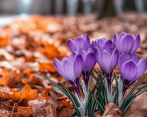Preview wallpaper crocuses, flowers, purple, buds