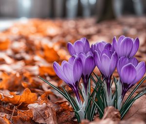 Preview wallpaper crocuses, flowers, purple, buds