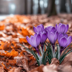 Preview wallpaper crocuses, flowers, purple, buds