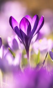 Preview wallpaper crocuses, flowers, purple, macro
