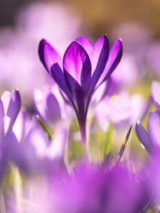 Preview wallpaper crocuses, flowers, purple, macro