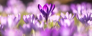 Preview wallpaper crocuses, flowers, purple, macro
