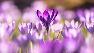 Preview wallpaper crocuses, flowers, purple, macro
