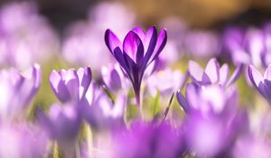 Preview wallpaper crocuses, flowers, purple, macro