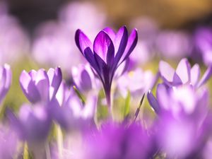 Preview wallpaper crocuses, flowers, purple, macro