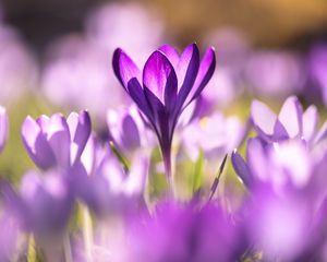 Preview wallpaper crocuses, flowers, purple, macro